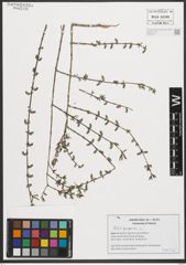 Foto von Salix purpurea L.